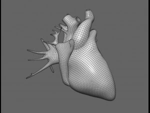 modelo de anatomia masculina humana com &oacute;rg&atilde;os internos com texturas 4k Modelo 3D