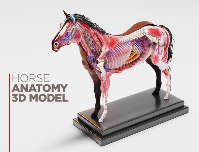 horse anatomy with internal organs - 4k textures Modèle 3D .c4d .max .obj .3ds .fbx .stl .blend 
