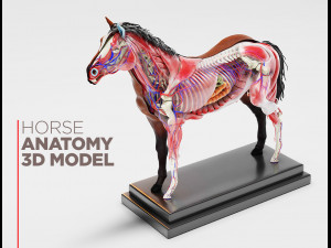 horse anatomy with internal organs - 4k textures 3D Model