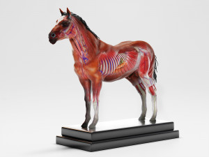 horse anatomy with internal organs - 4k textures Modèle 3D