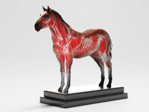 horse anatomy with internal organs - 4k textures 3D Model