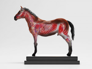 horse anatomy with internal organs - 4k textures Modèle 3D