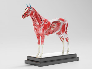 horse anatomy with internal organs - 4k textures Modèle 3D