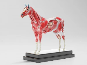 horse anatomy with internal organs - 4k textures 3D Model