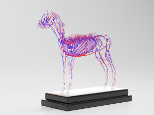 horse anatomy with internal organs - 4k textures Modèle 3D