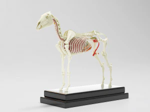 horse anatomy with internal organs - 4k textures 3D Model