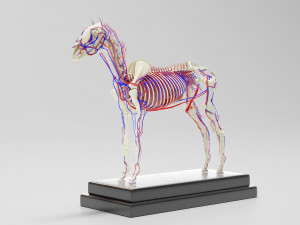 horse anatomy with internal organs - 4k textures Modèle 3D