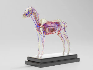horse anatomy with internal organs - 4k textures 3D Model