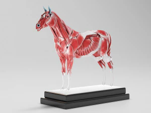 horse anatomy with internal organs - 4k textures 3D Model