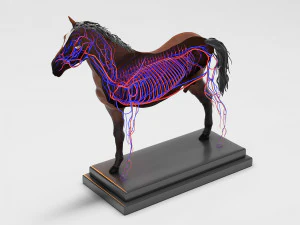 horse anatomy with internal organs - 4k textures 3D Model