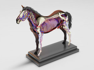 horse anatomy with internal organs - 4k textures Modèle 3D