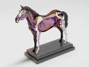 horse anatomy with internal organs - 4k textures 3D Model