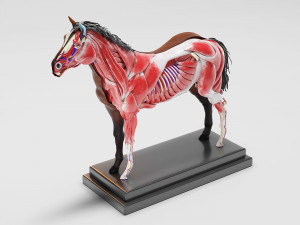 horse anatomy with internal organs - 4k textures Modèle 3D