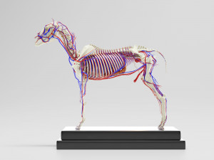 horse anatomy with internal organs - 4k textures Modèle 3D