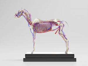 horse anatomy with internal organs - 4k textures 3D Model