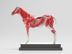 horse anatomy with internal organs - 4k textures Modèle 3D
