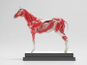 horse anatomy with internal organs - 4k textures 3D Model