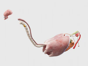 horse anatomy with internal organs - 4k textures 3D Model