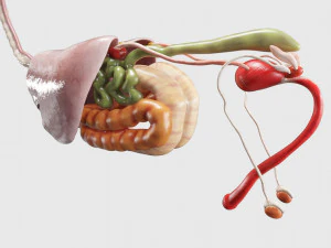 horse anatomy with internal organs - 4k textures 3D Model