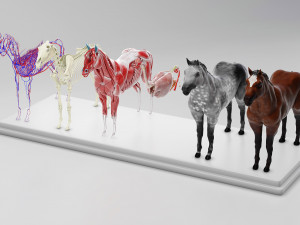 horse anatomy with internal organs - 4k textures Modèle 3D