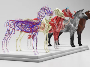 horse anatomy with internal organs - 4k textures 3D Model