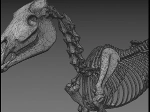 horse anatomy with internal organs - 4k textures 3D Model