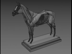 horse anatomy with internal organs - 4k textures Modèle 3D