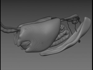 horse anatomy with internal organs - 4k textures Modèle 3D