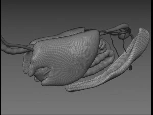 horse anatomy with internal organs - 4k textures 3D Model