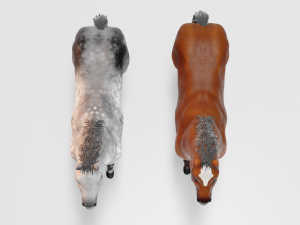 male stallion horses 3D 模型