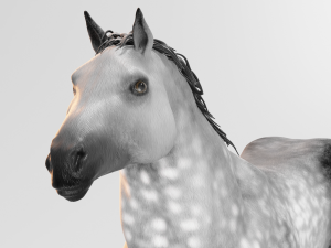 male stallion horses 3D 模型
