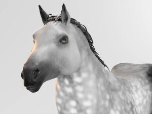 male stallion horses 3D Model