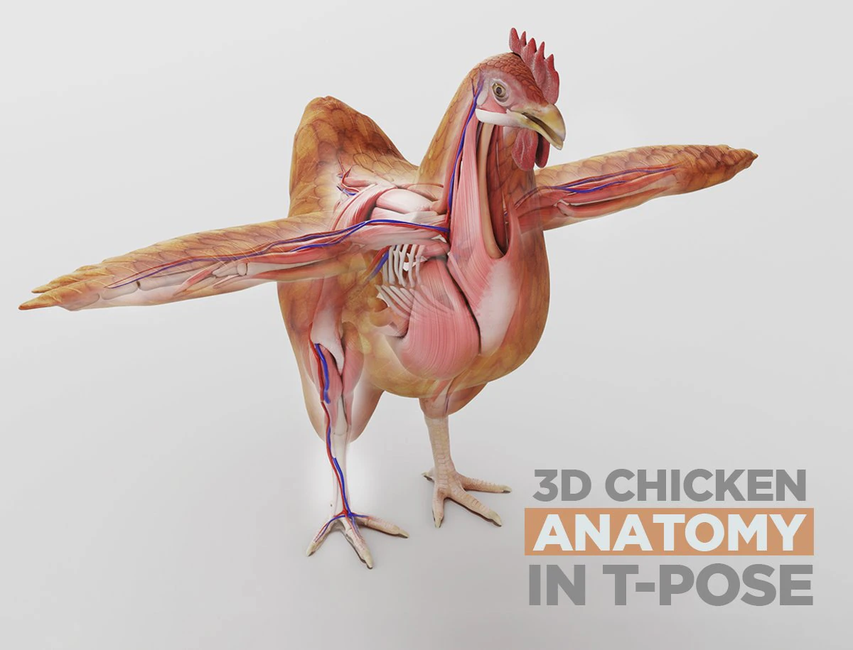 anatomia da galinha em pose para aparelhamento Modelo 3D .c4d .max .obj .3ds .fbx .stl .blend