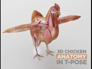 chicken anatomy in t-pose for rigging  3D Model