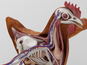 chicken anatomy in t-pose for rigging Model 3D