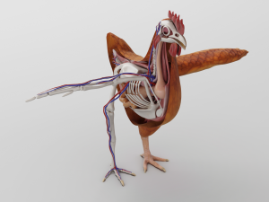 chicken anatomy in t-pose for rigging Model 3D