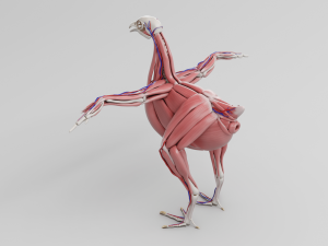 chicken anatomy in t-pose for rigging Model 3D