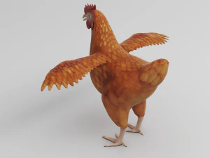 anatomia da galinha em pose para aparelhamento Modelo 3D