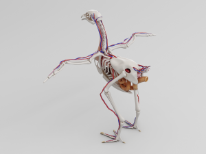 chicken anatomy in t-pose for rigging Model 3D