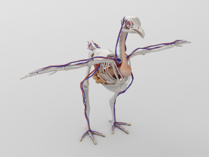 chicken anatomy in t-pose for rigging Model 3D