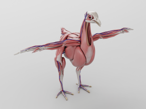 chicken anatomy in t-pose for rigging Model 3D