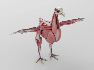 anatomia da galinha em pose para aparelhamento Modelo 3D