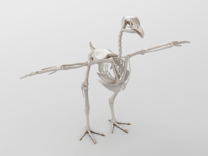 chicken anatomy in t-pose for rigging Model 3D
