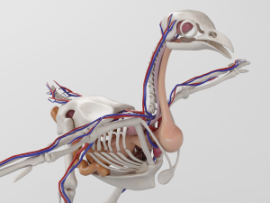 chicken anatomy in t-pose for rigging Model 3D