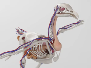 anatomia da galinha em pose para aparelhamento Modelo 3D