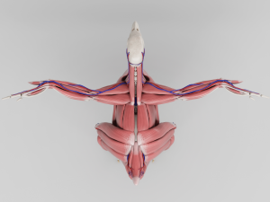 chicken anatomy in t-pose for rigging Model 3D