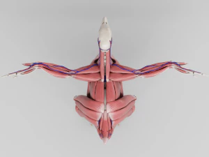 anatomia da galinha em pose para aparelhamento Modelo 3D