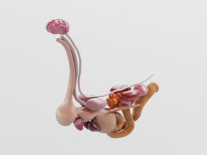 chicken anatomy in t-pose for rigging Model 3D