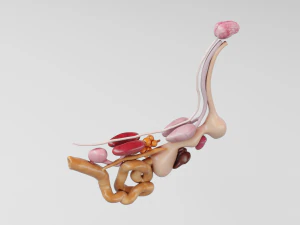 anatomia da galinha em pose para aparelhamento Modelo 3D