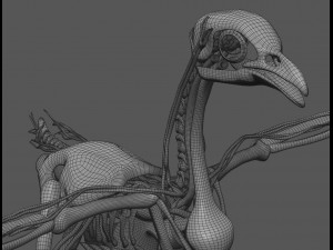 chicken anatomy in t-pose for rigging Model 3D